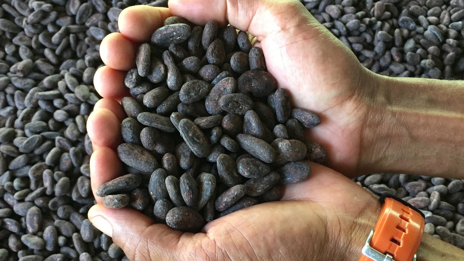 Photo by Andres Schipani in Santo António, Democratic Republic of São Tomé and Príncipe on the Terreiro Velho plantation.