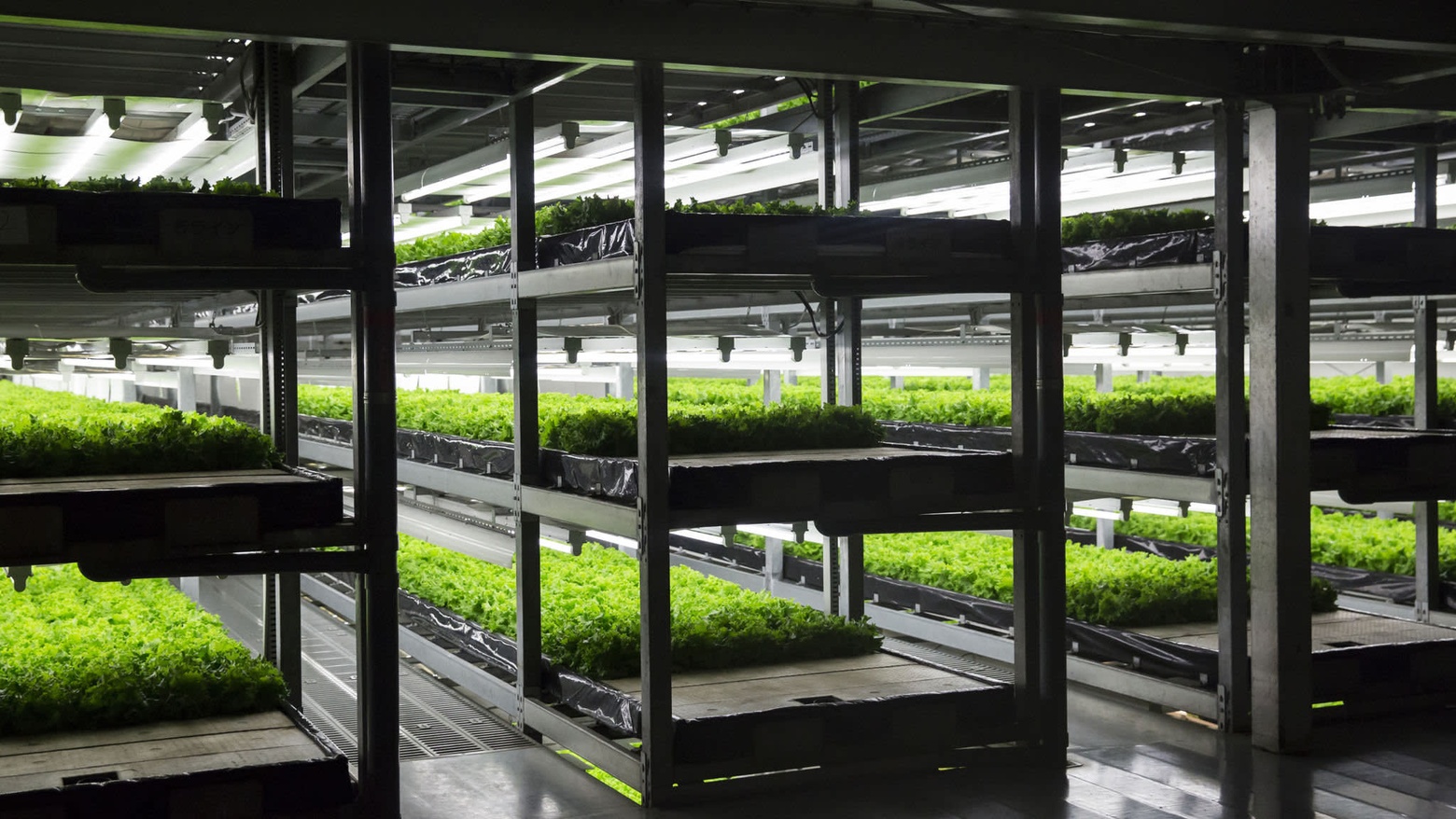 Lettuce is grown in an indoor farm at a Spread Co. plant in Kameoka, Kyoto Prefecture, Japan, on Tuesday, Oct. 2, 2018. Spread is preparing to open the world’s largest automated leaf-vegetable factory. It’s the company’s second vertical farm and could mark a turning point for vertical farming -- bringing the cost low enough to compete with traditional farms on a large scale. Photographer: Tomohiro Ohsumi/Bloomberg