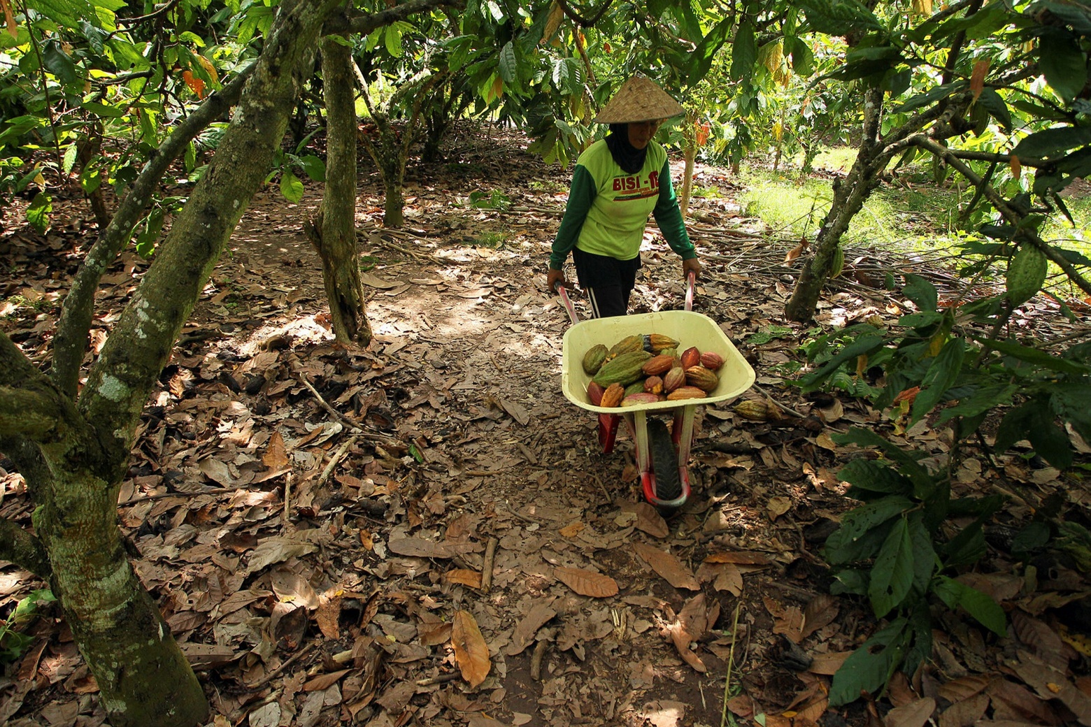 Cocoa farming