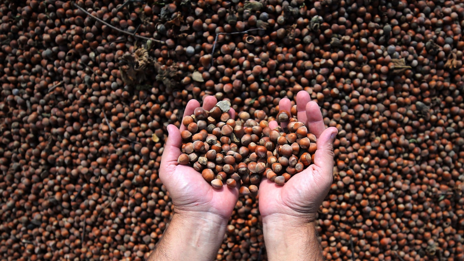 DUZCE, TURKEY - AUGUST 20 : A man holds a handful of hazelnuts left out to dry in the sun until the husks turn a crisp brown in Akcakoca district of Duzce, Turkey on August 20, 2018. (Photo by Omer Urer/Anadolu Agency/Getty Images)