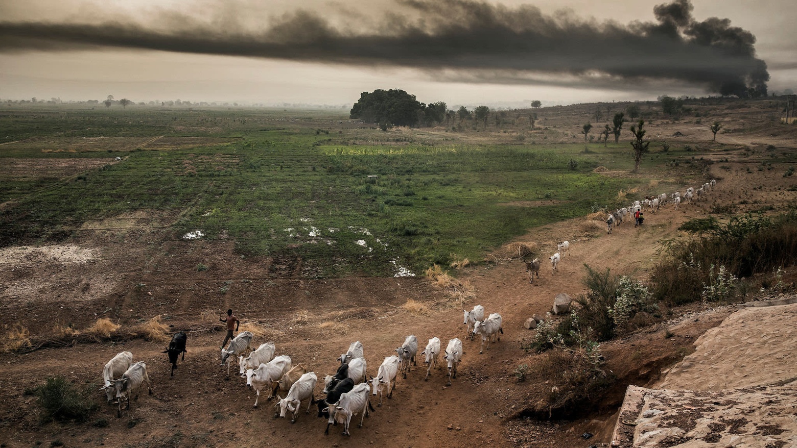 Hausa-Fulani pastoralists move while their cattle grazing near some farms in the outskirts of Sokoto, Sokoto State, Nigeria, on April 22, 2019. - Massive expansion of farming in Nigeria has cut access to grazing land for nomadic herders and fuelled persistent violence. (Photo by Luis TATO / AFP) (Photo credit should read LUIS TATO/AFP via Getty Images)