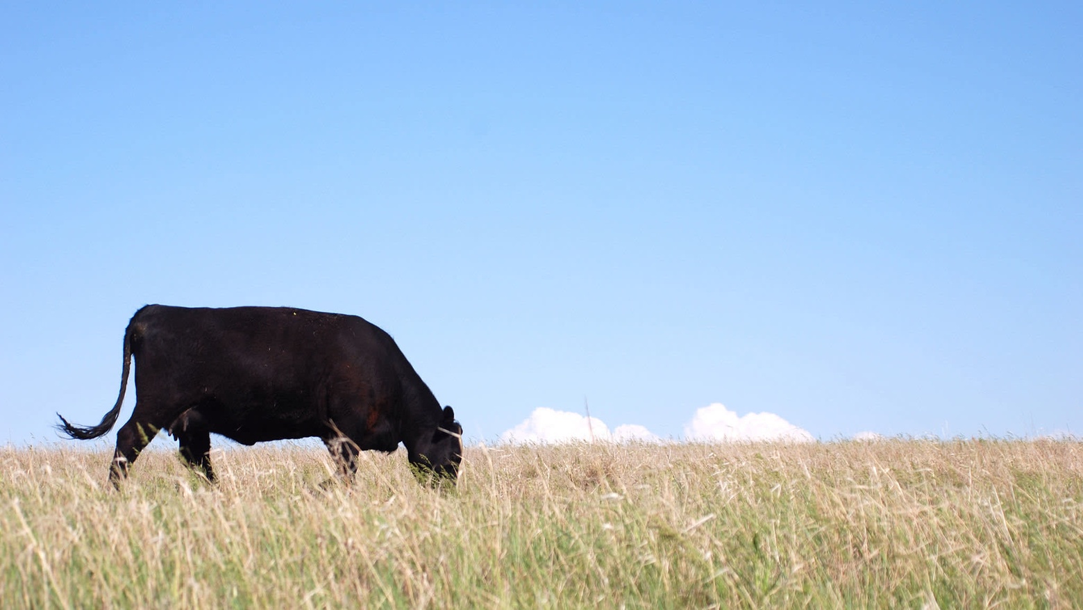 View with a ruminant: some sustainability advocates see grass-fed livestock — and their manure — as an essential part of agriculture © (c) Photographybyhumek | Dreamstime.com