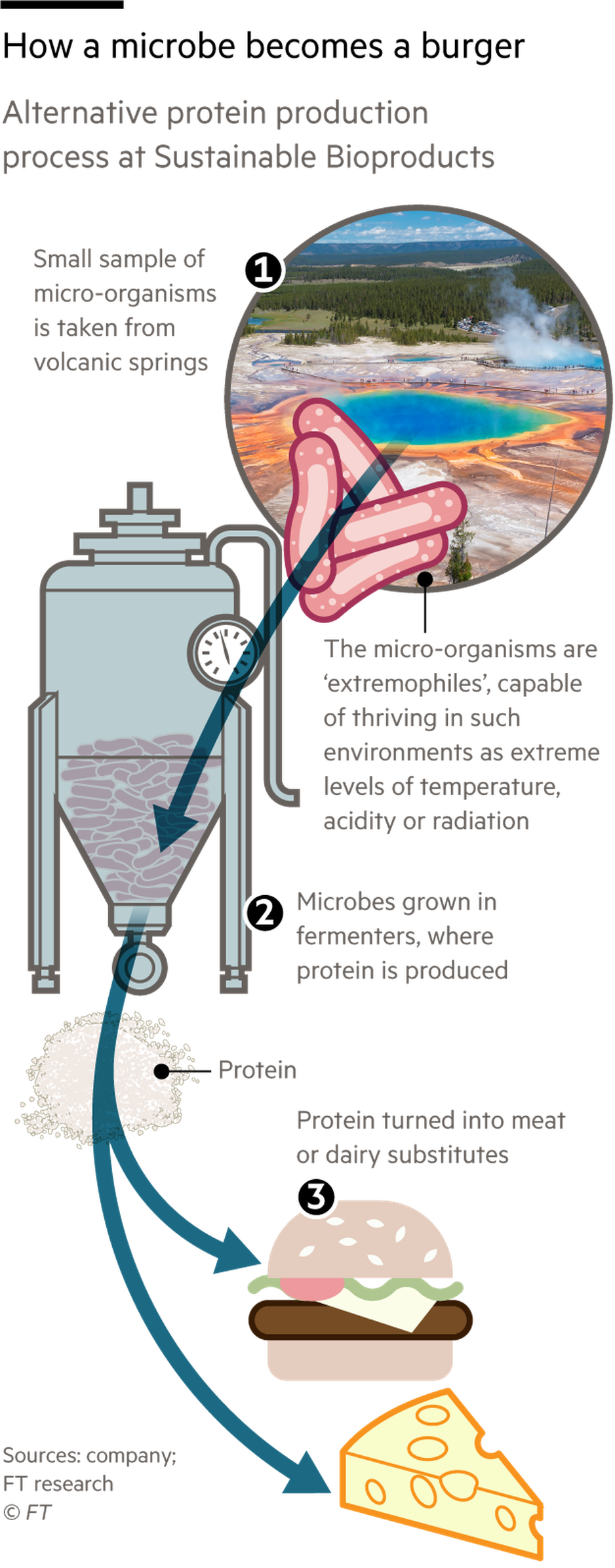 How a microbe becomes a burger