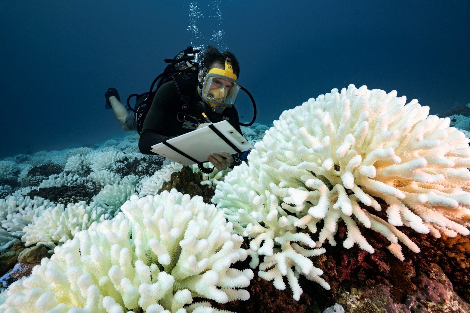 scuba diver