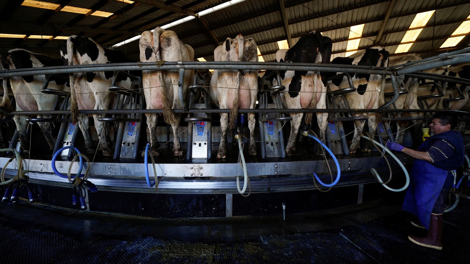 Milking time at a California dairy. The state has more cows than any other, while its stringent fuel standards have catalysed the market for manure-based biogas © Reuters