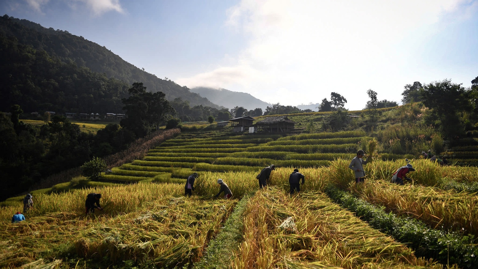Greener grain: rice farmers harvest their crop in northern Thailand, where efforts are being made to introduce more eco-friendly farming practices © AFP via Getty Images