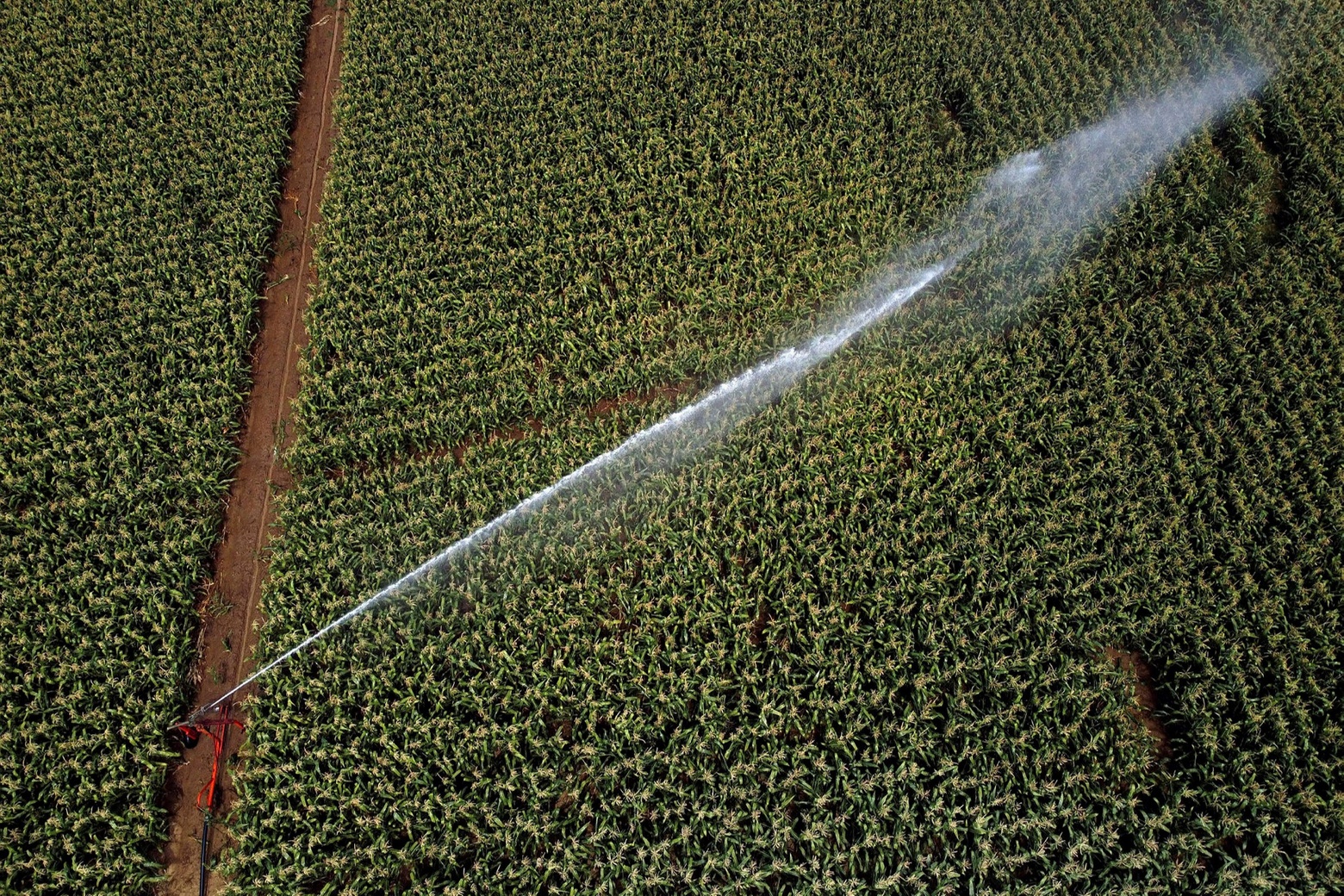 Thirsty work: a sprinkler irrigation system in France. Agriculture accounts for 70 per cent of freshwater use worldwide © Lionel Bonaventure/AFP via Getty Images