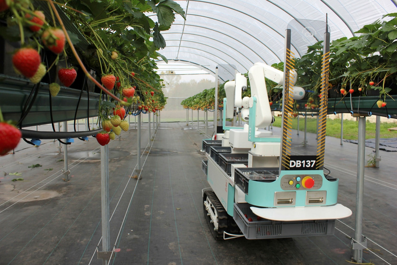 Strawberry farming
